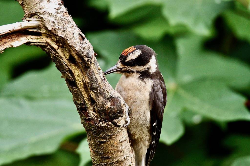 Hairy Woodpecker Immature Male by jerrygabby1 is licensed under CC BY-NC 2.0